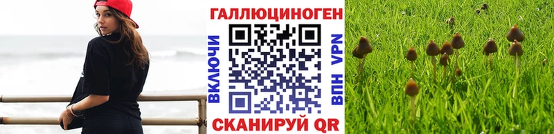 Купить где Ивантеевка Псилоцибиновые грибы Psilocybine cubensis